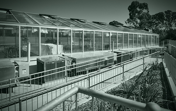 CSIRO Glasshouse